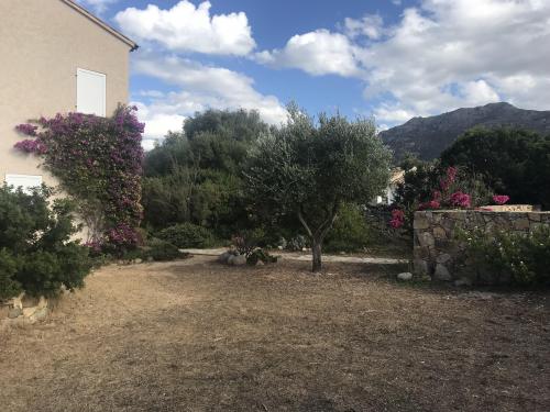 Villas Maison mitoyenne Filippini Immobilier Agence Immobilière