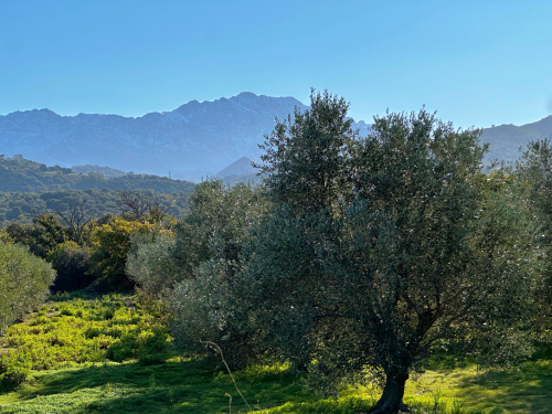 Terrain Terrains agricoles Aregno Filippini Immobilier Agence Immobilière